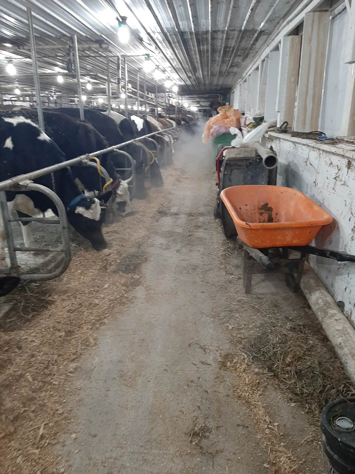 Inside the dairy barn