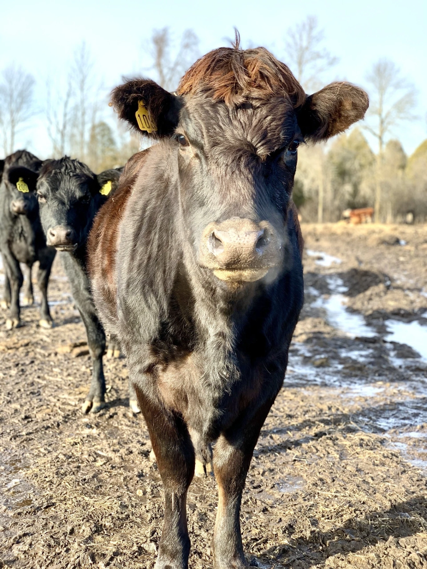 Beef cow portrait in winter
