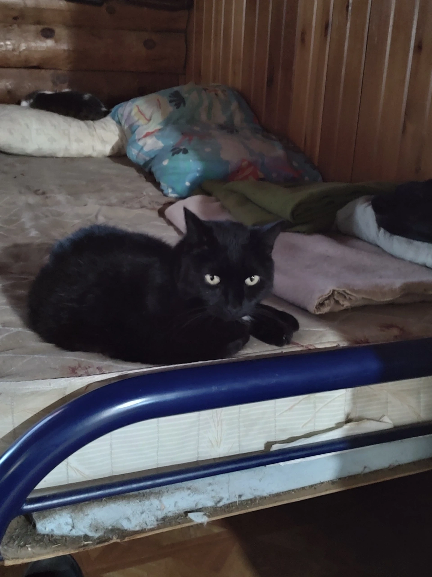Farm cat relaxing in the cabin