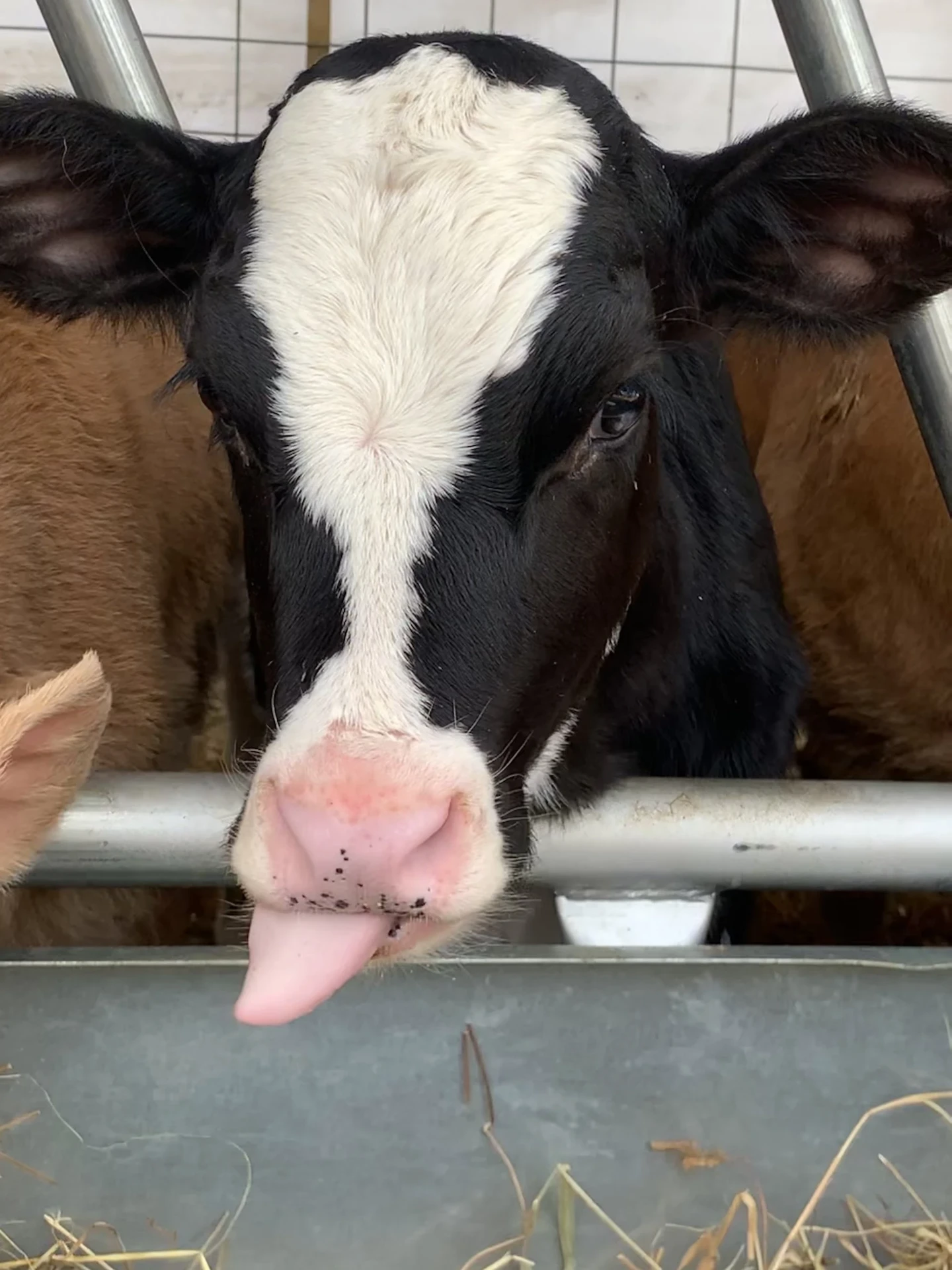 Calf sticking out its tongue