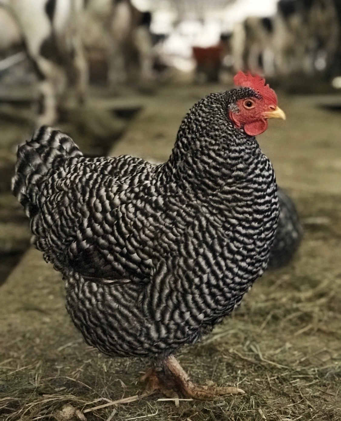 Barred Rock chicken in the barn