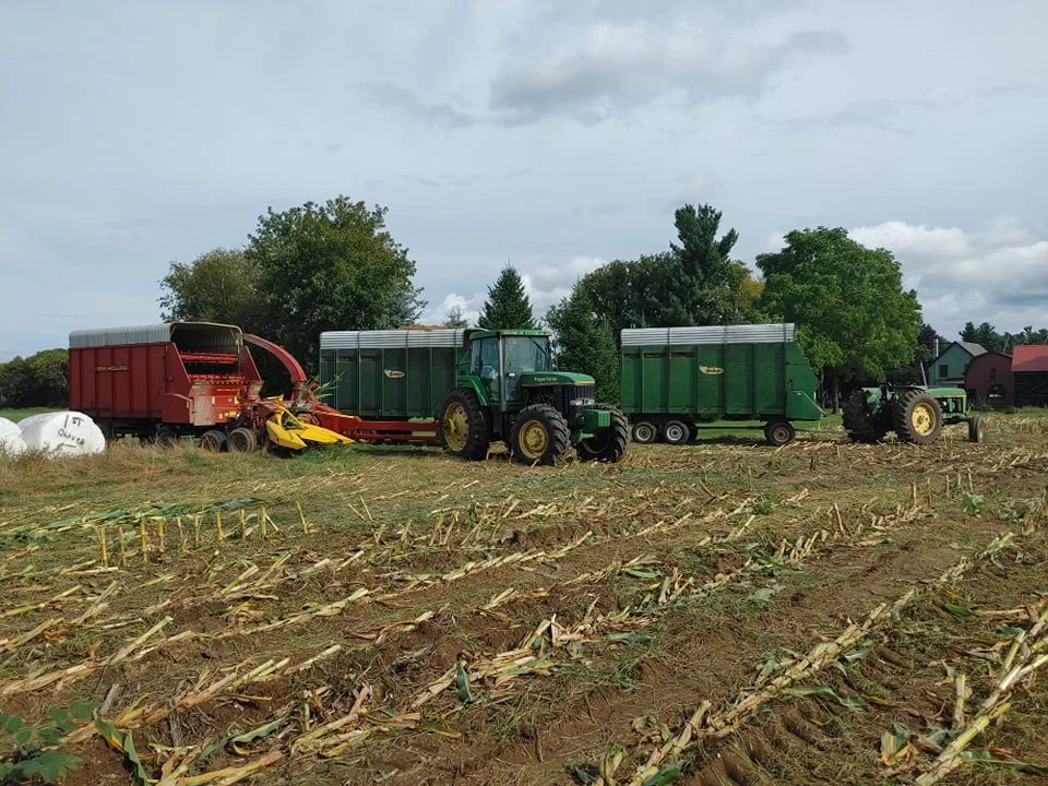Corn harvest with tractors