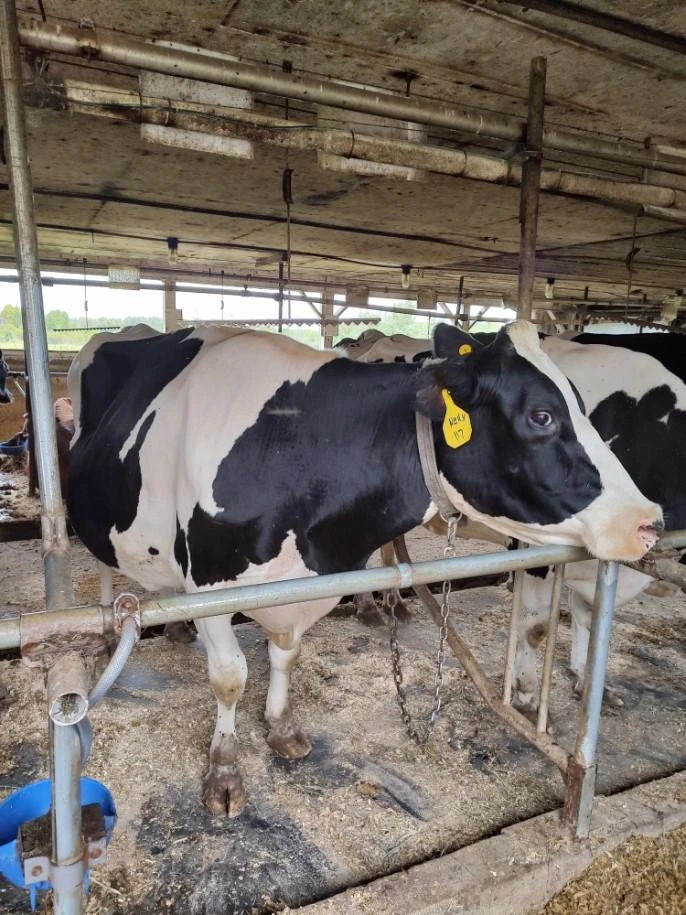 Holstein in the barn stall