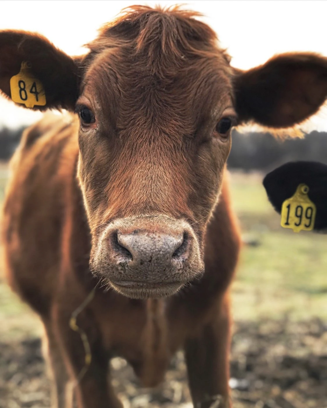Cow closeup on the pasture
