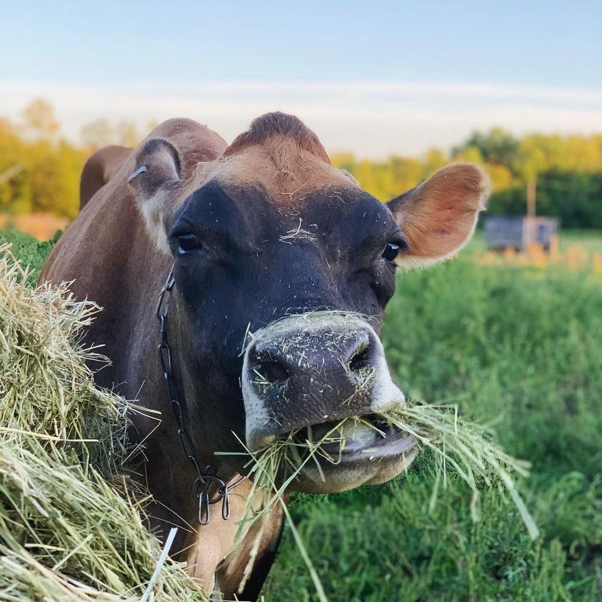 Cow munching on fresh hay