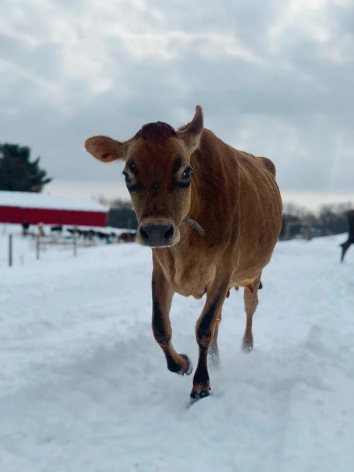 Cow running through the snow