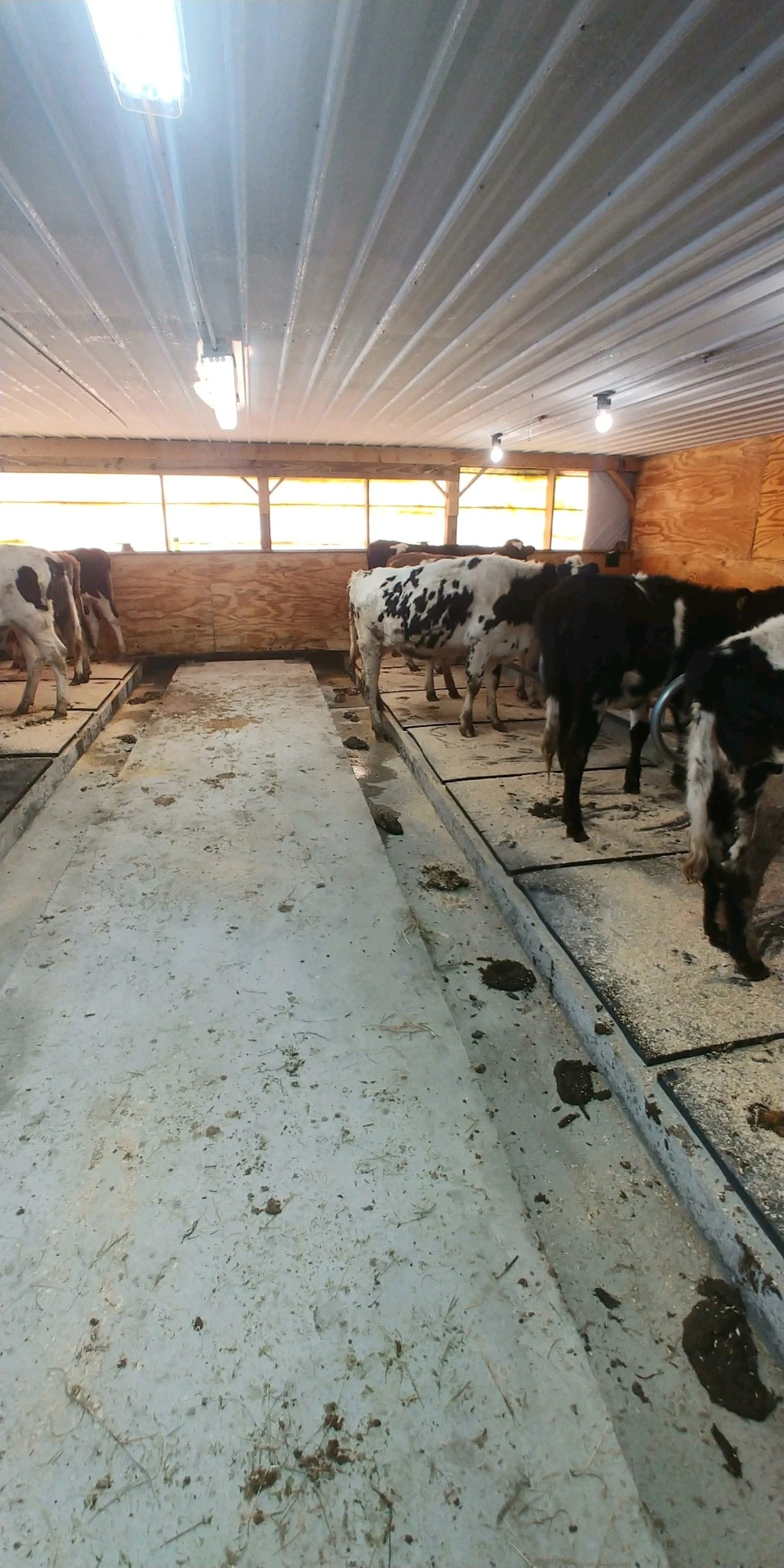 Cows inside the barn