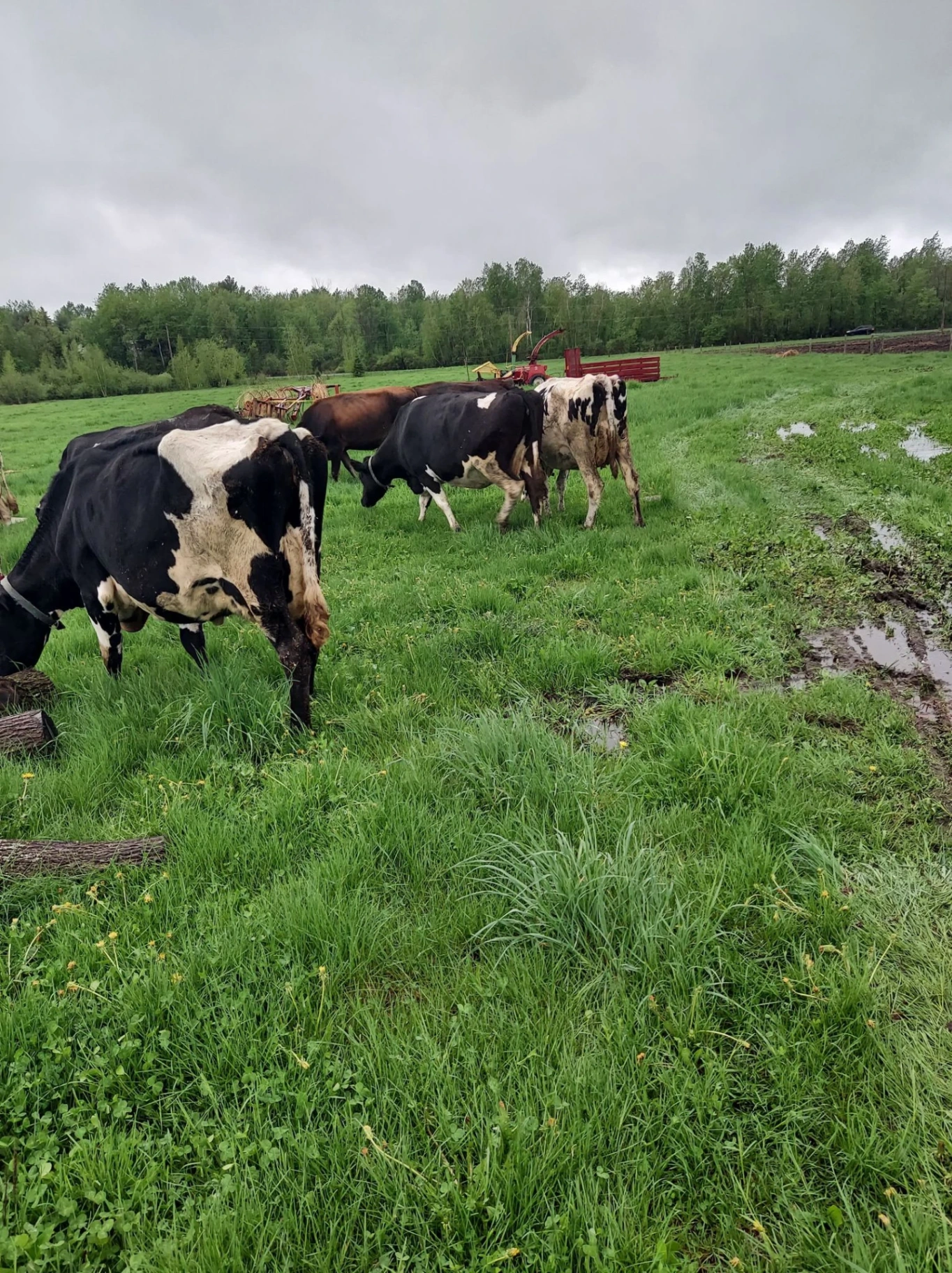 Cows on lush green pasture