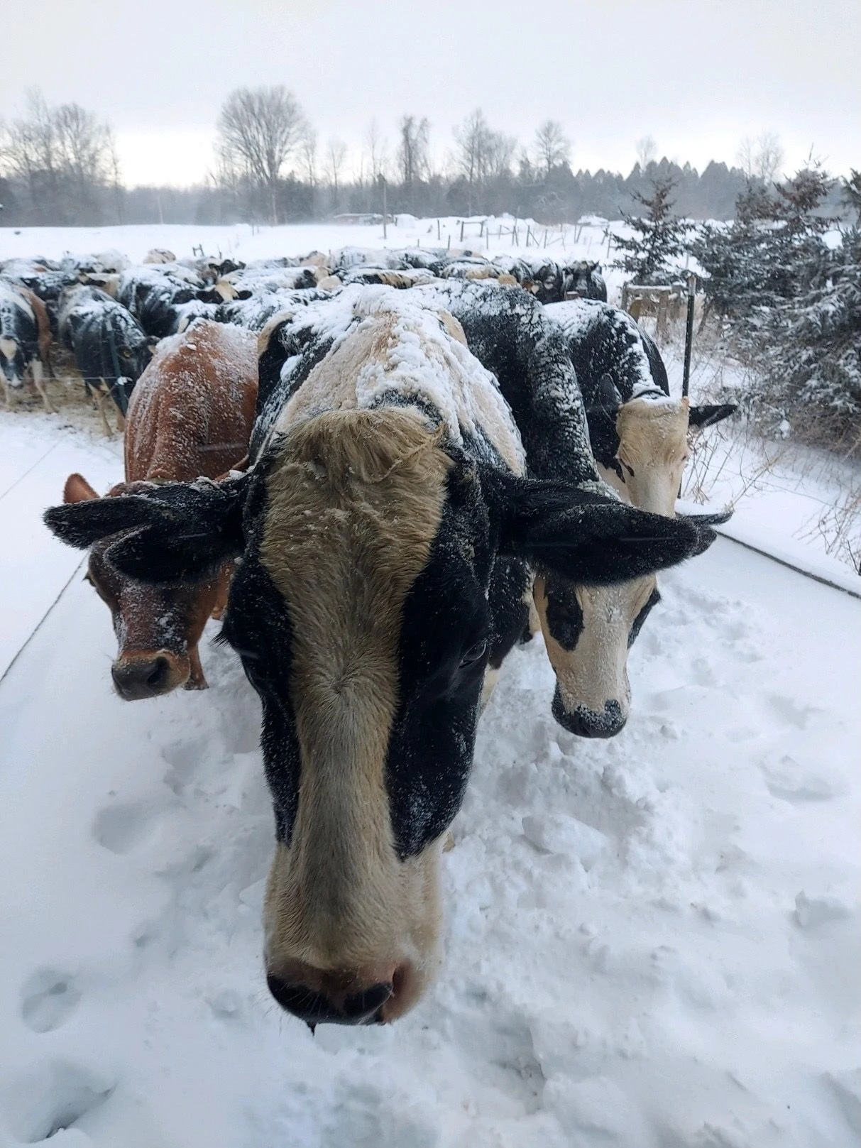 Cows walking through the snow