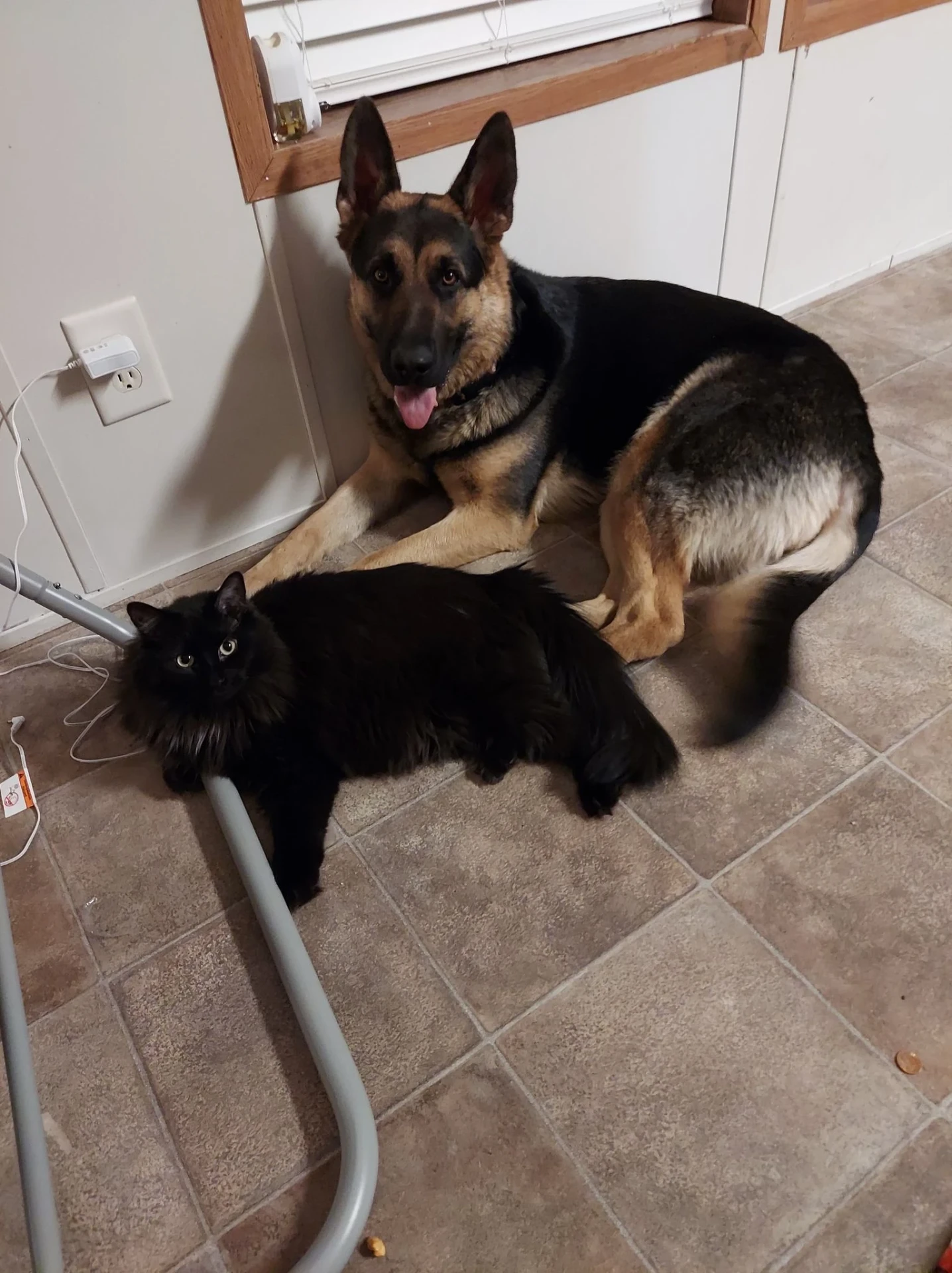 Farm dog and cat relaxing together