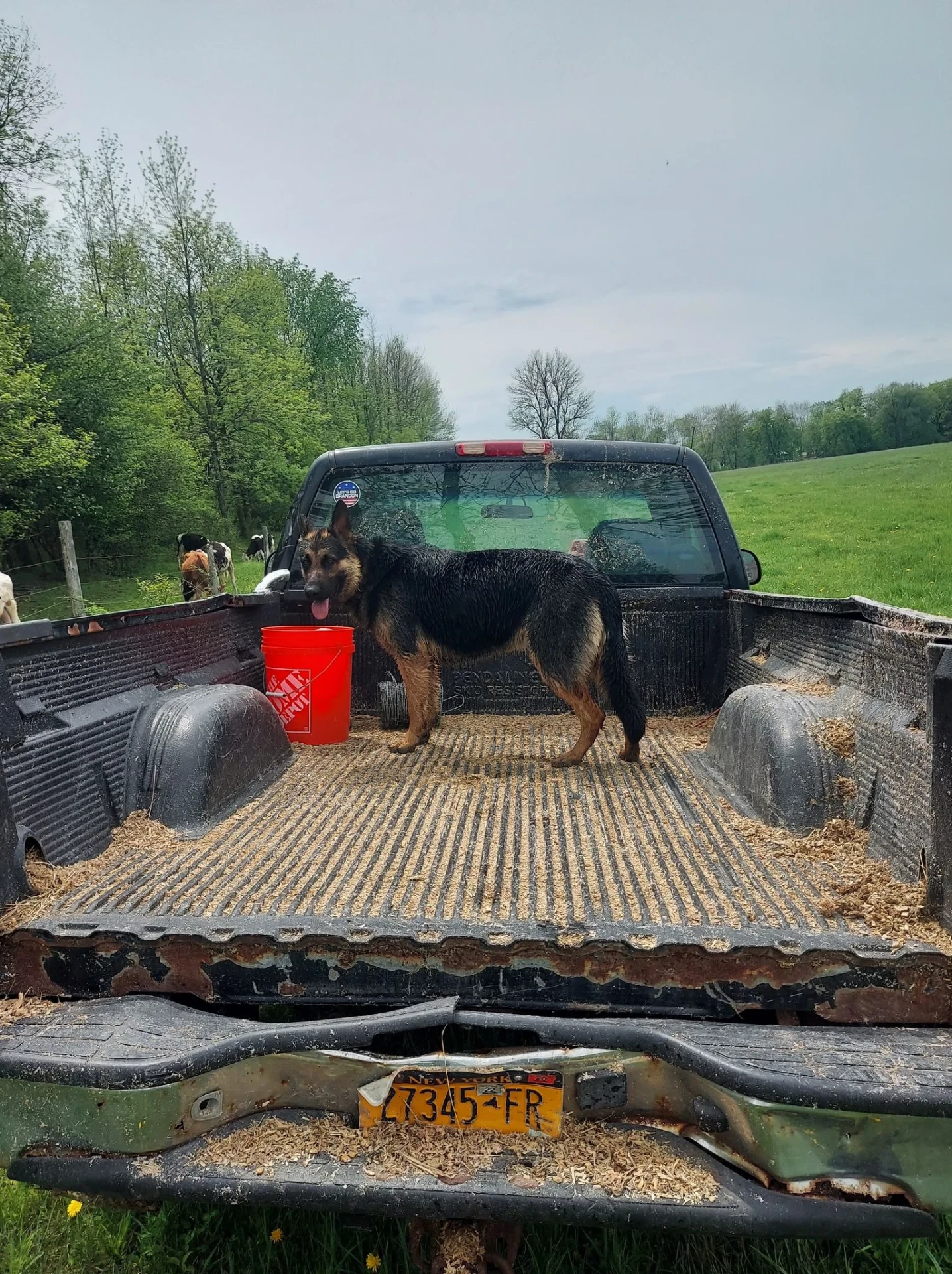 Farm dog in the truck bed