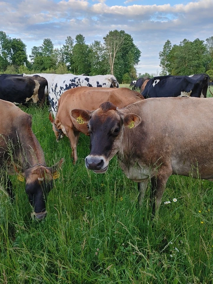 Herd grazing on summer pasture