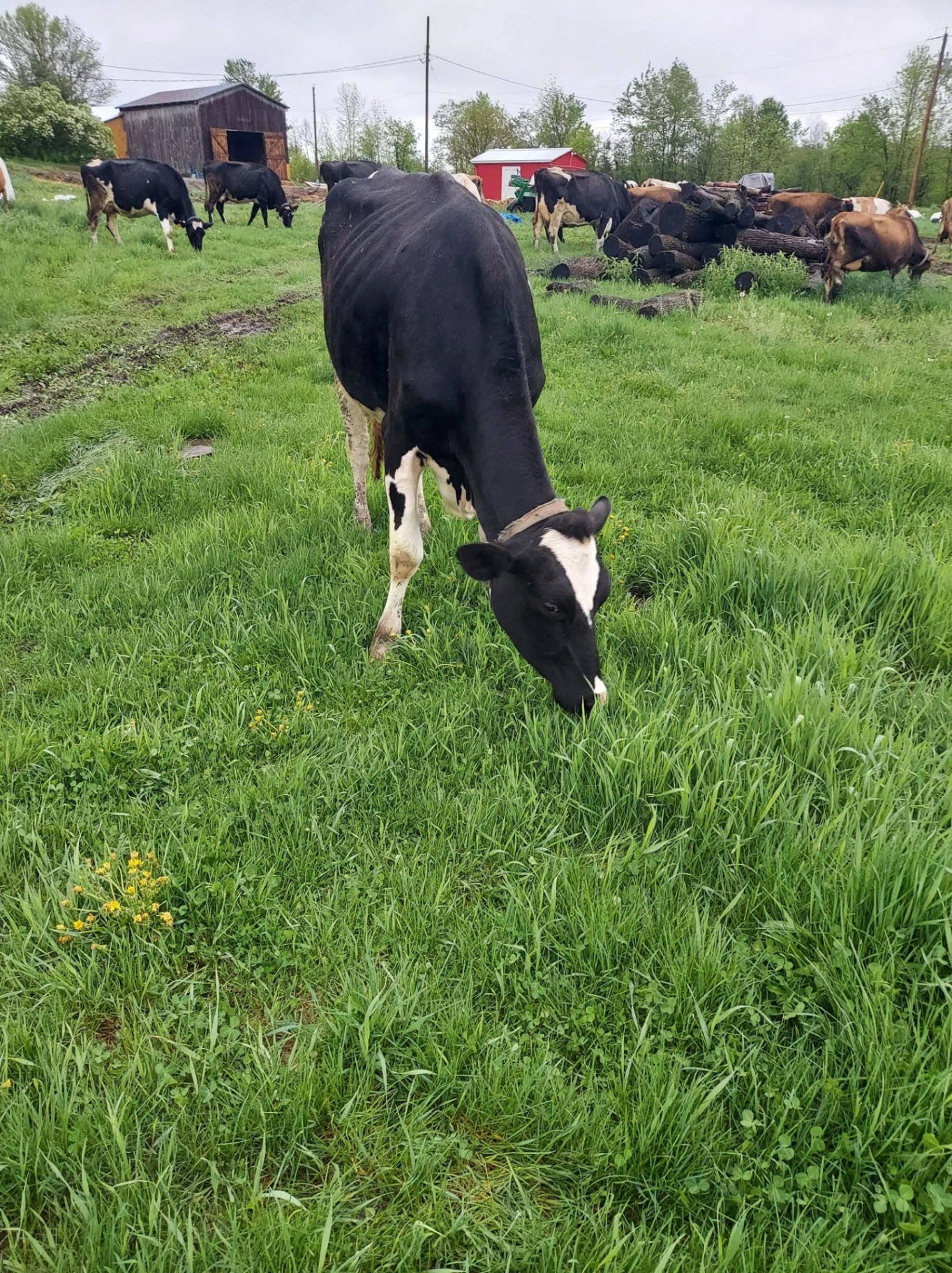 Holstein grazing by the barn