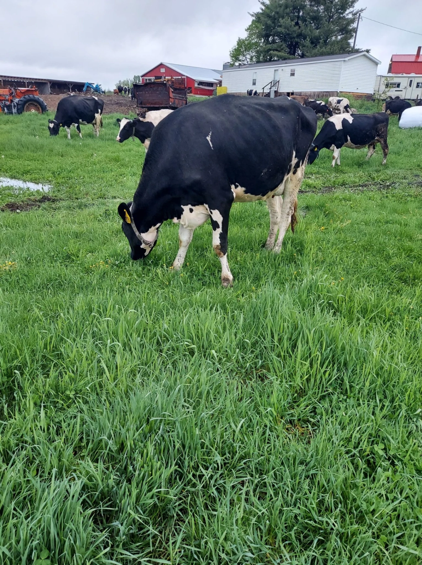 Holstein grazing on green pasture