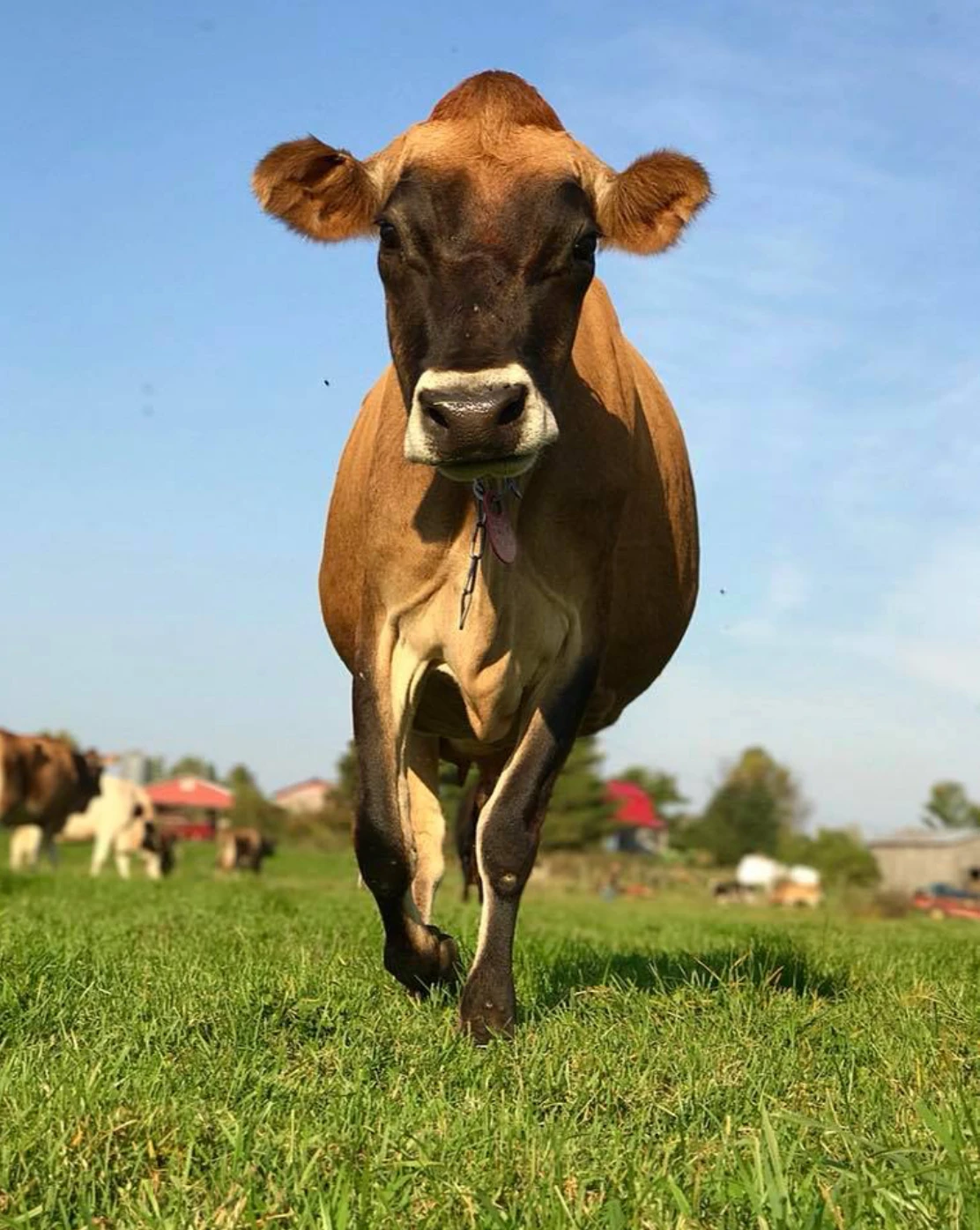 Jersey cow walking on pasture
