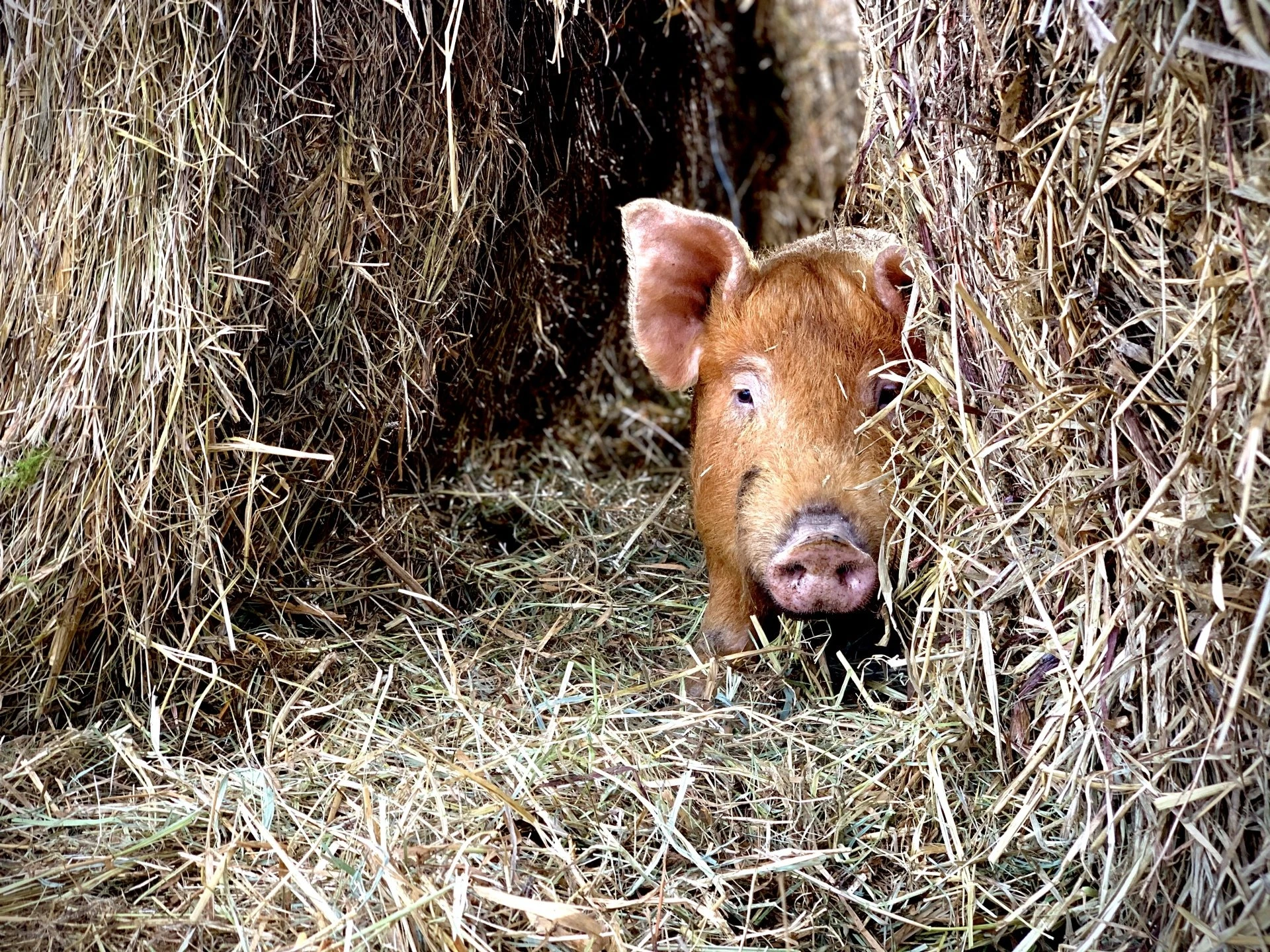 Piglet peeking through hay bales