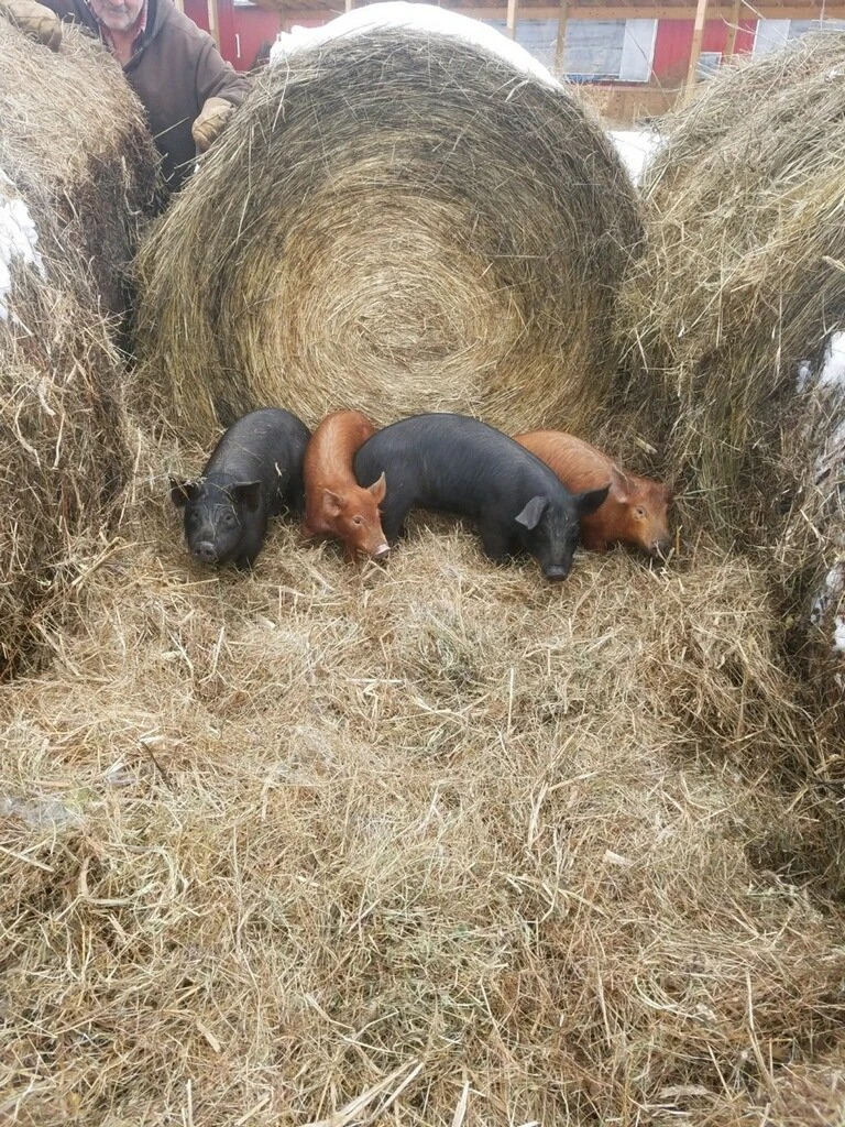 Piglets nestled in hay bales