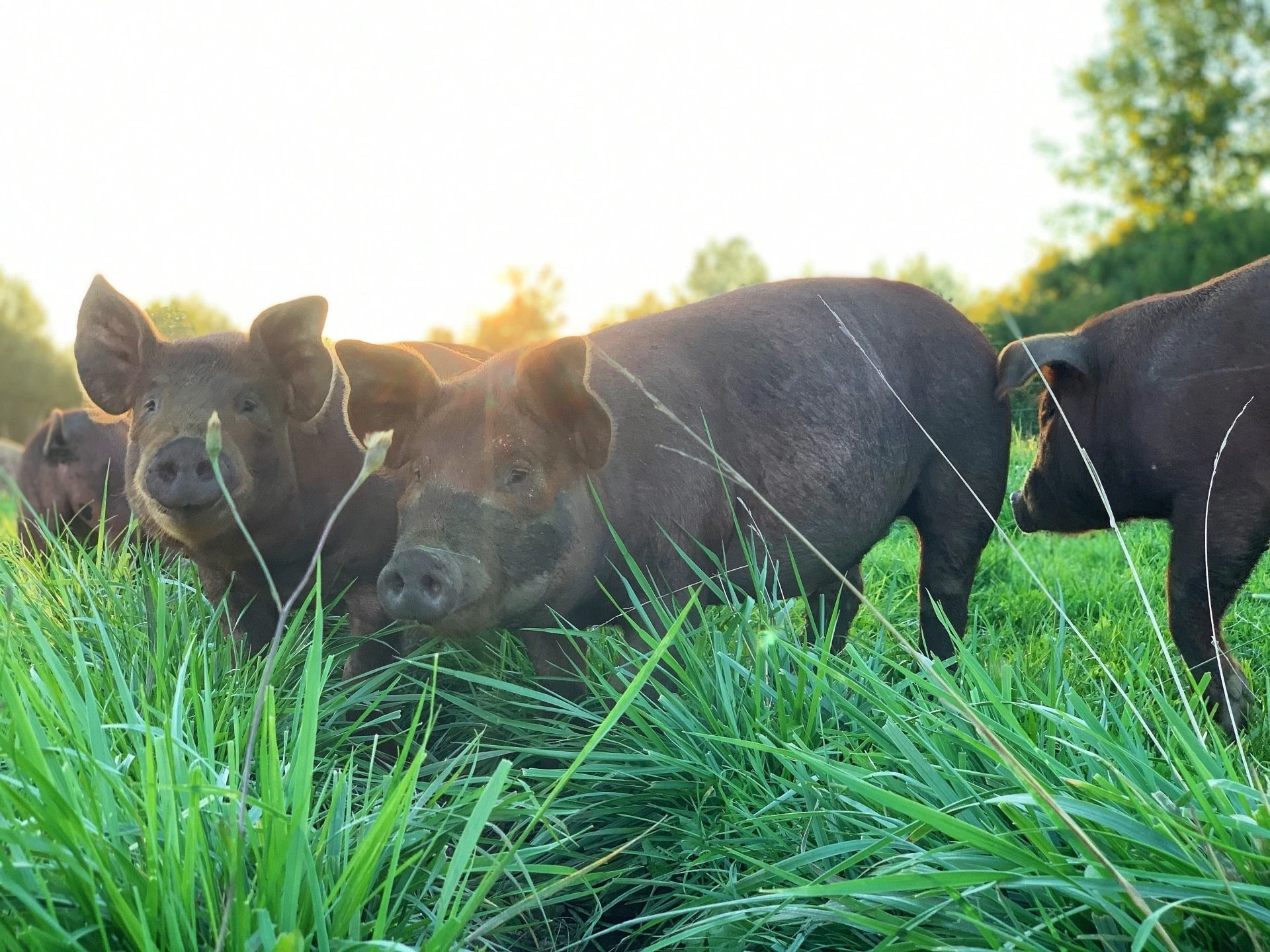 Ethically raised pigs at Ortman Farms