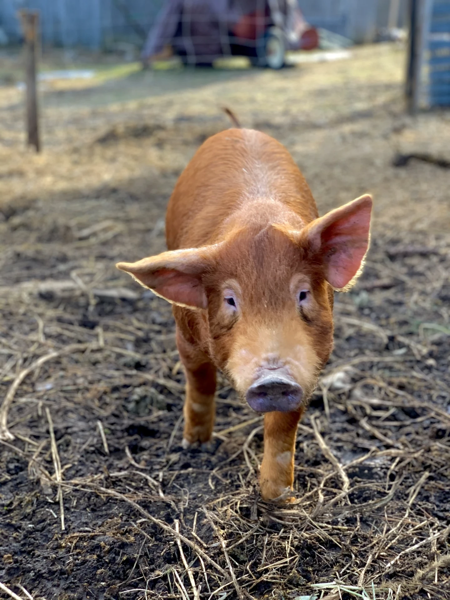 Red piglet closeup on the farm