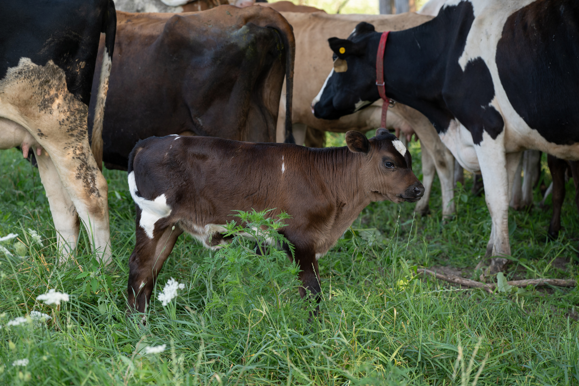Young calf with dairy cows at Ortman Farms